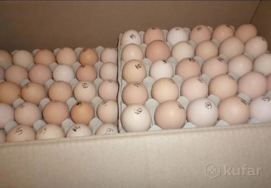 Воронеж купить инкубационное. Инкубационное яйцо Кобб 500. Инкубационное яйцо Росс 308. Бройлер кросс Росс 308 яйцо. Кобб 700 инкубационное яйцо.